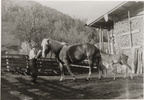1943-00-00 - Haflinger mit Fohlen