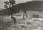 1954-08-13 - Kornschnitt beim Rohrmosbauern