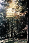 1964-00-00 - Laubwald im Herbst