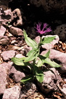 1989-06-16 - Berg-Flockenblume