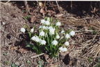 1991-03-09 - Frühlingsknotenblume
