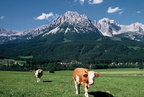 1997-09-00 - Treffauer mit Kuh