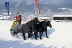 1999-01-31 - Hartkaiser-Pferderennen 1999