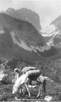 1930-08-15 - Saumpferd auf dem Weg zur Gaudeamushütte